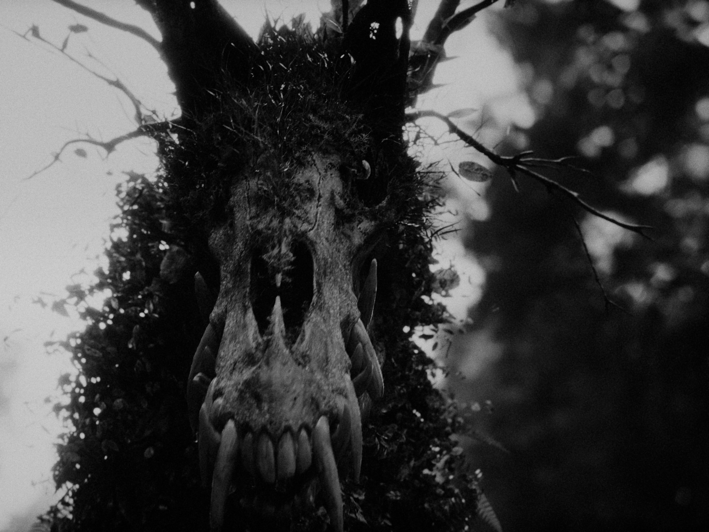 SEN_DC_MASTER_4444XQ_10748