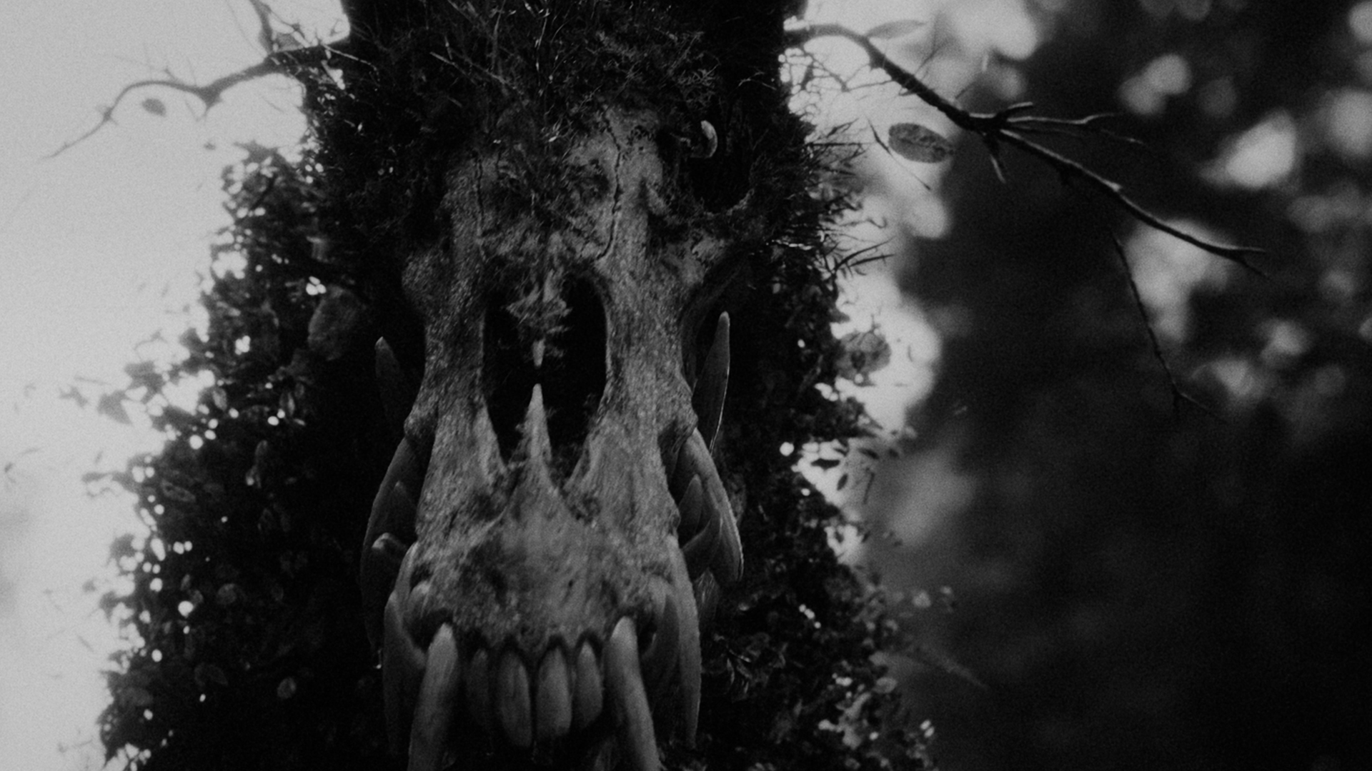 Señuelo – Shortfilm